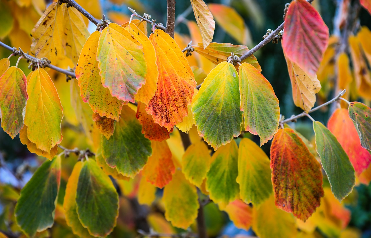 leaves  autumn colors  autumn free photo