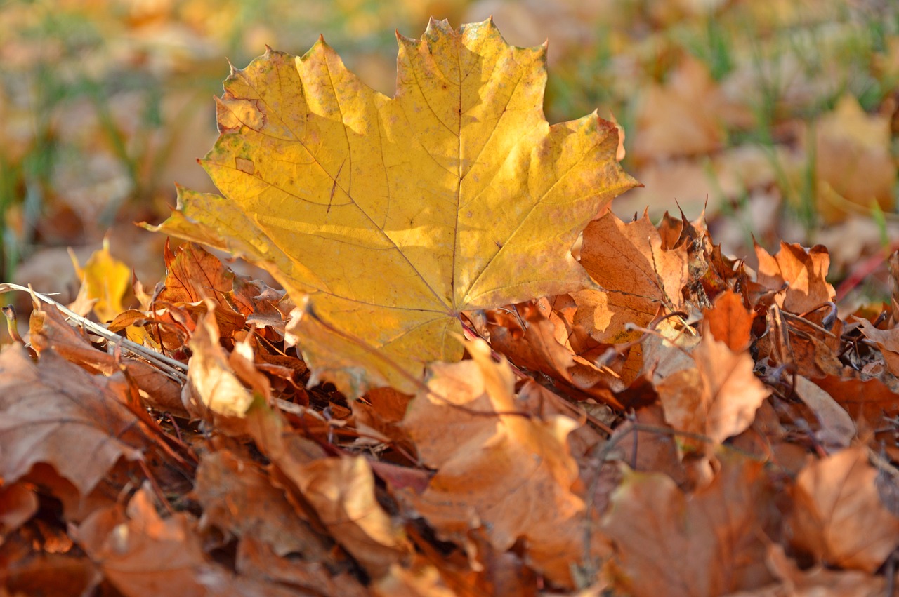 leaves  maple  maple leaf free photo