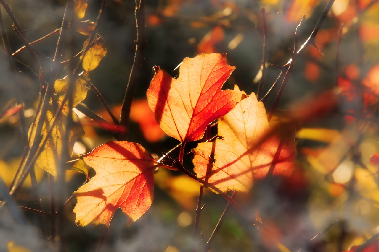 leaves  backlighting  tree free photo