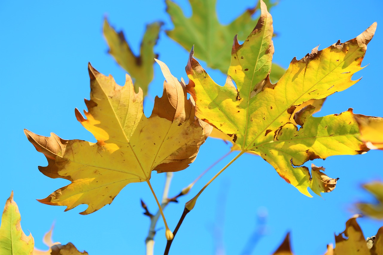 leaves  autumn  the leaves are free photo