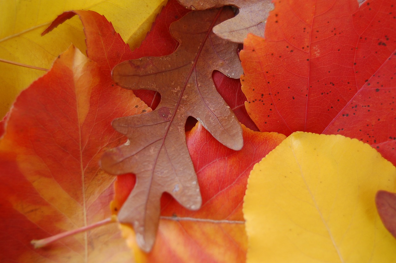 leaves autumn fall free photo