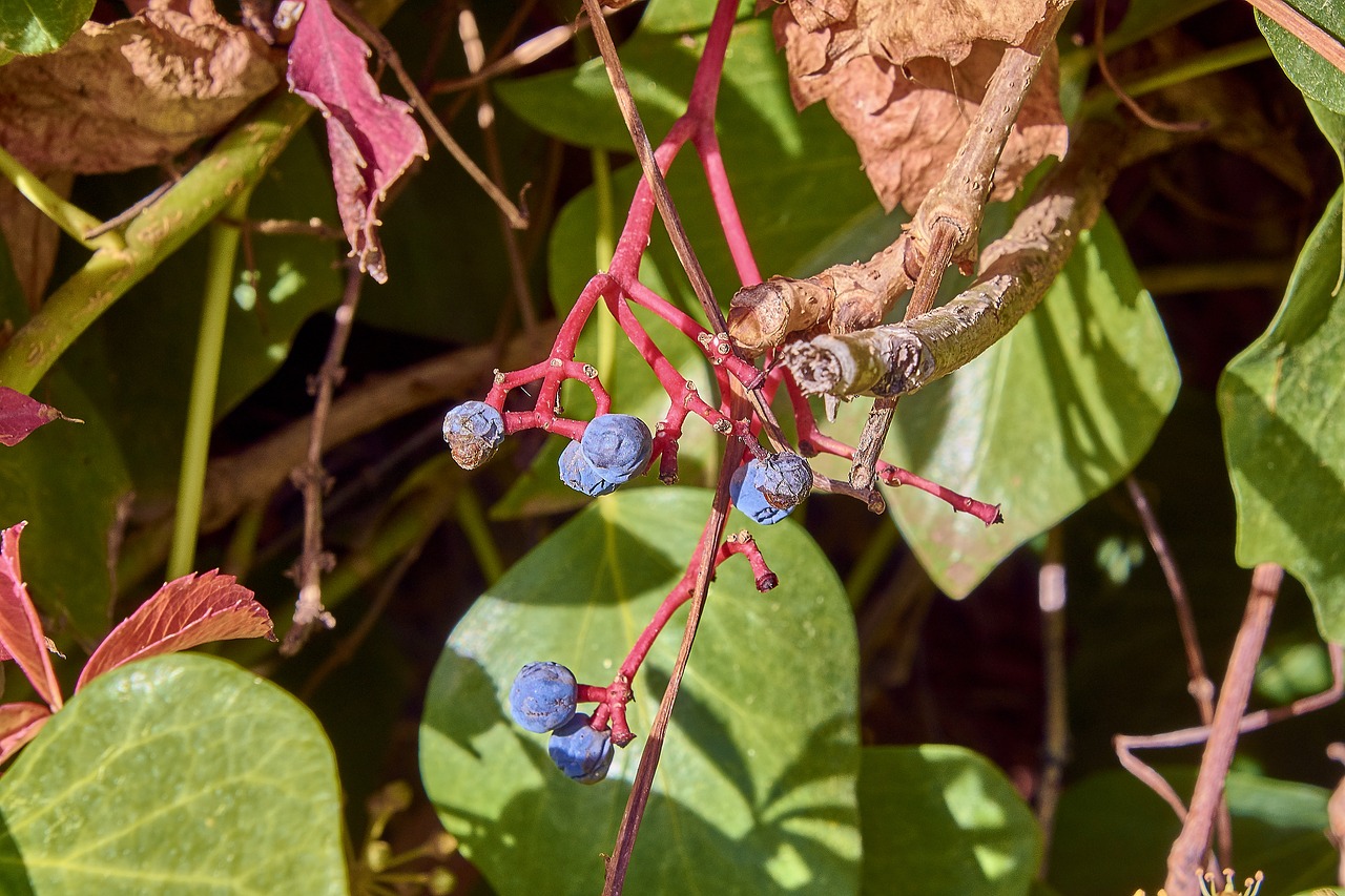 leaves  autumn  colorful free photo