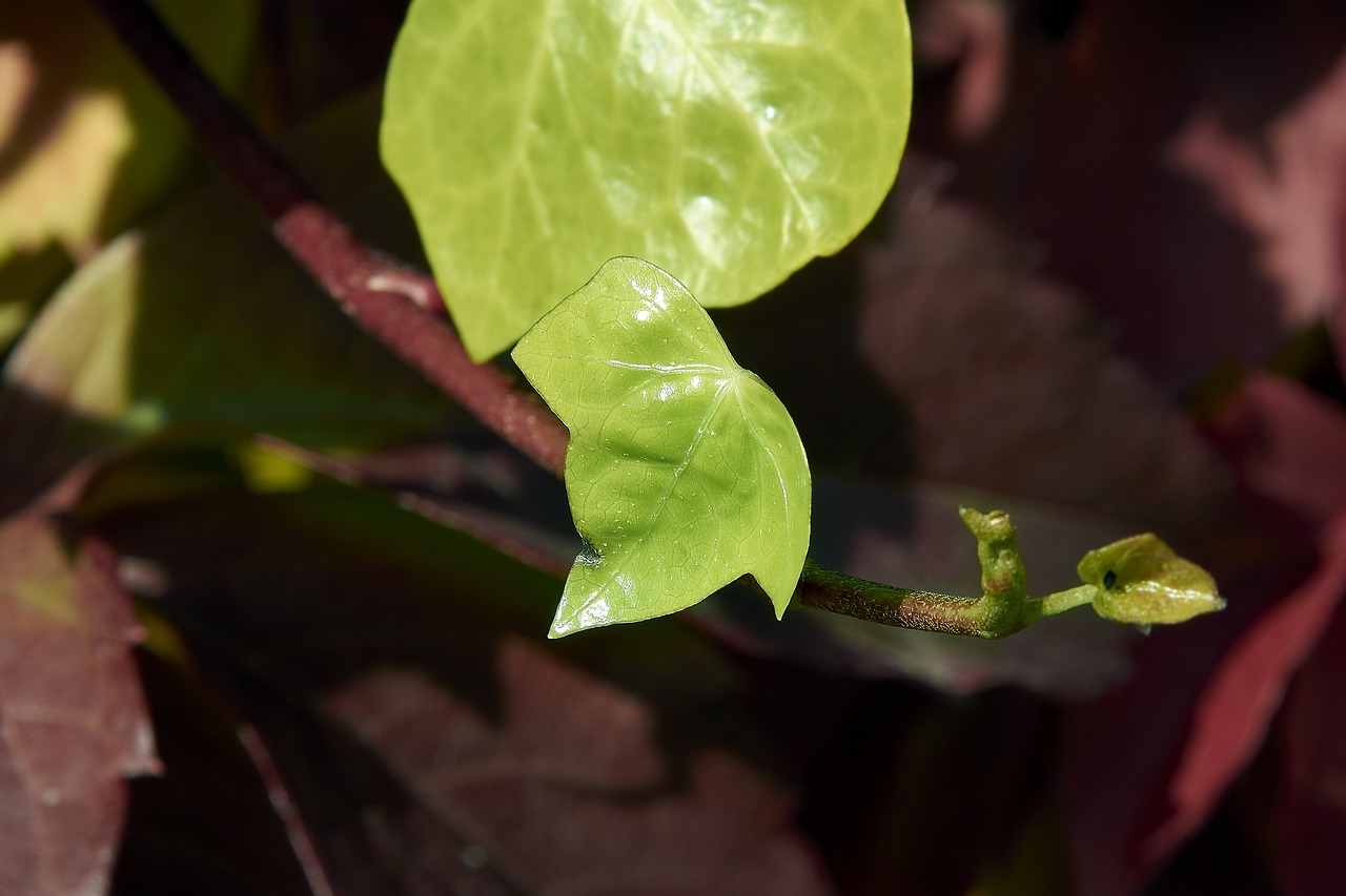 leaves  autumn  colorful free photo