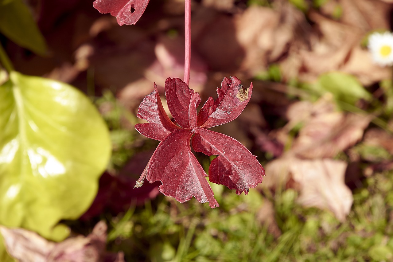 leaves  autumn  colorful free photo