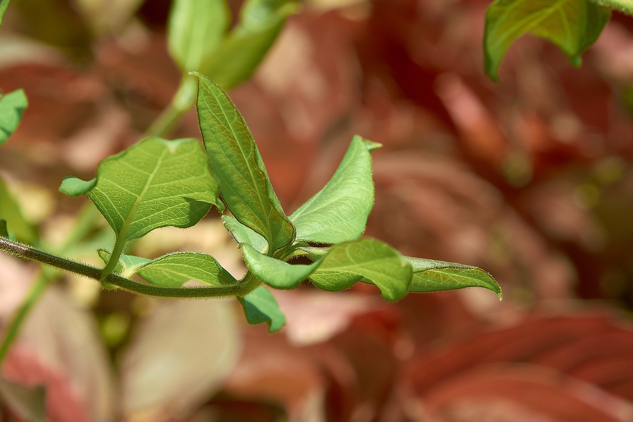 leaves  autumn  colorful free photo