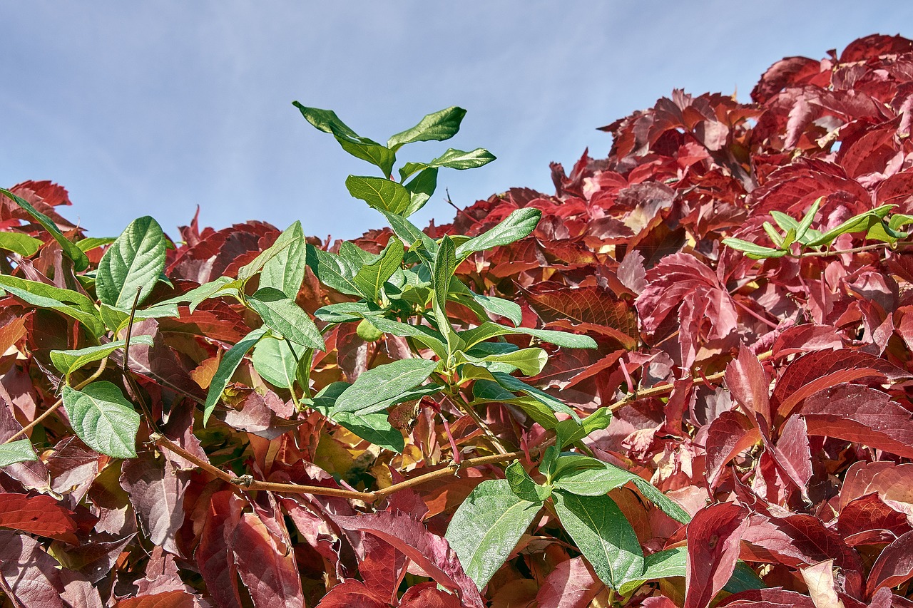 leaves  autumn  colorful free photo