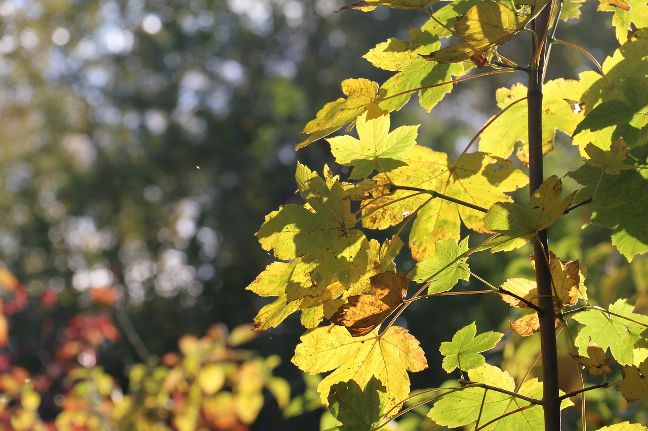 leaves  maple  fall free photo