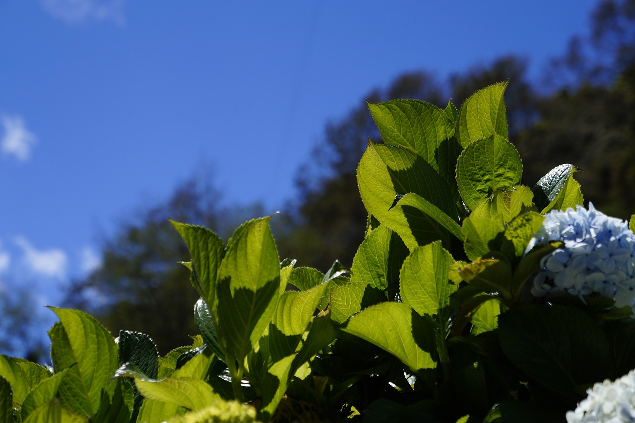 leaves  sky  green free photo