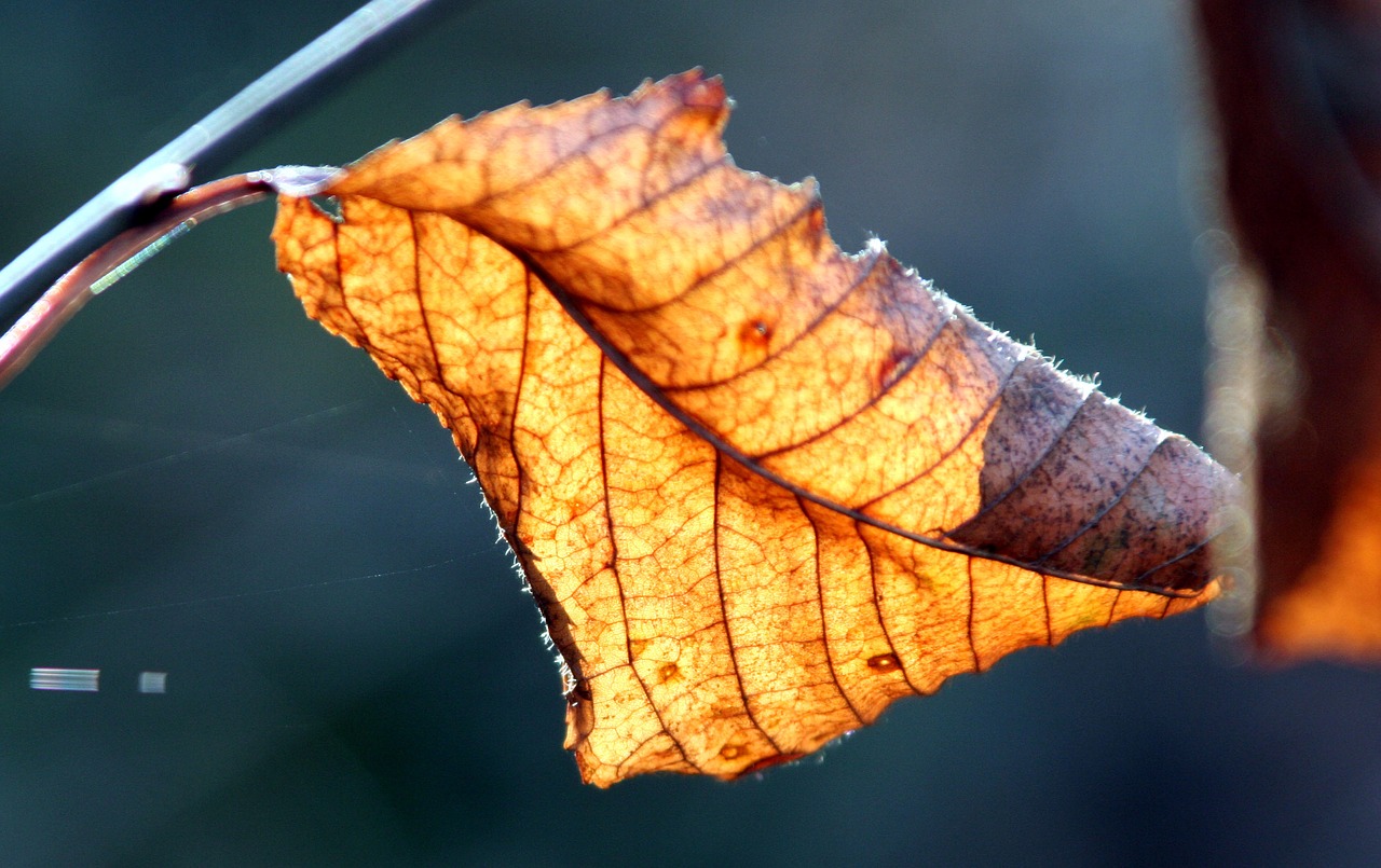 leaves  fall  nature free photo