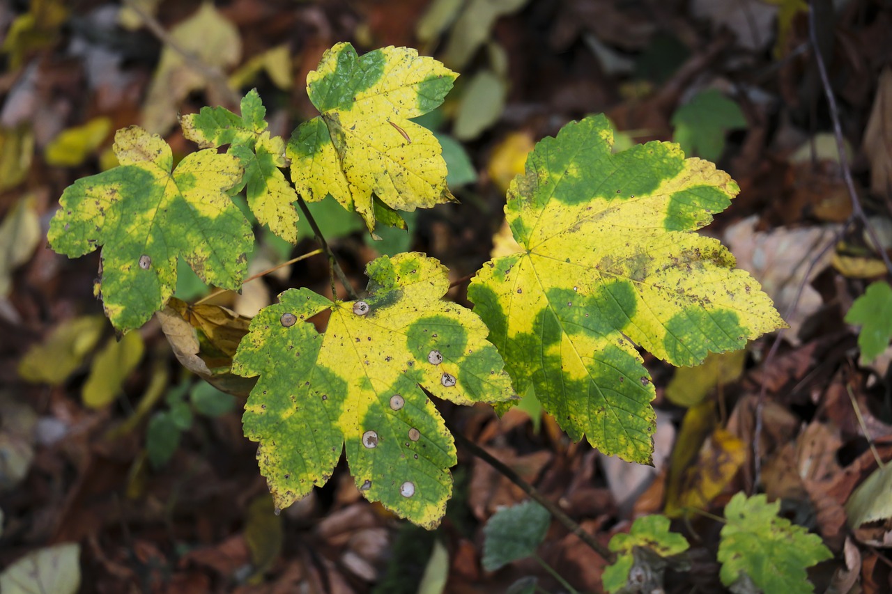 leaves  autumn  leaf free photo