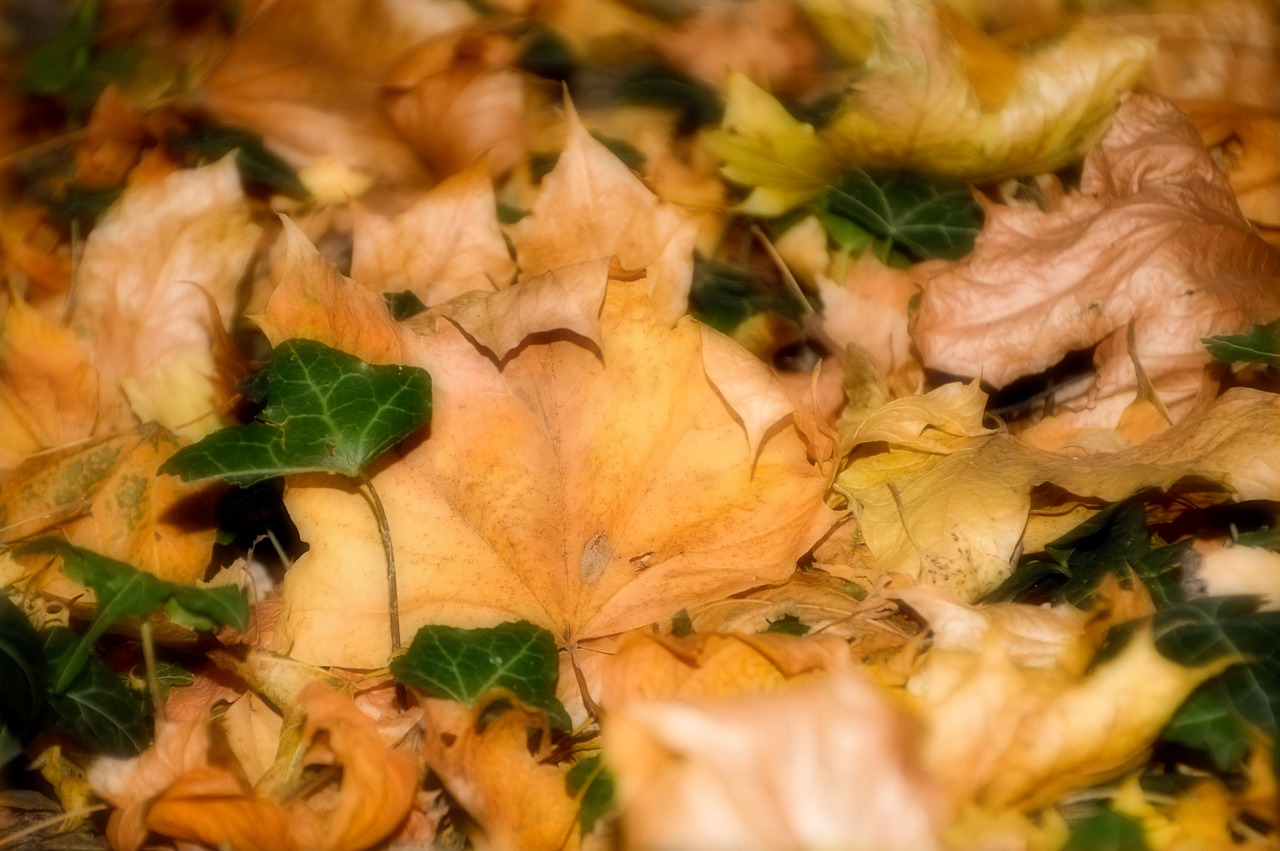 leaves  foliage  fall free photo