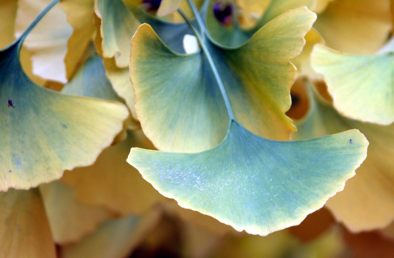 leaves  fall  ginkgo free photo