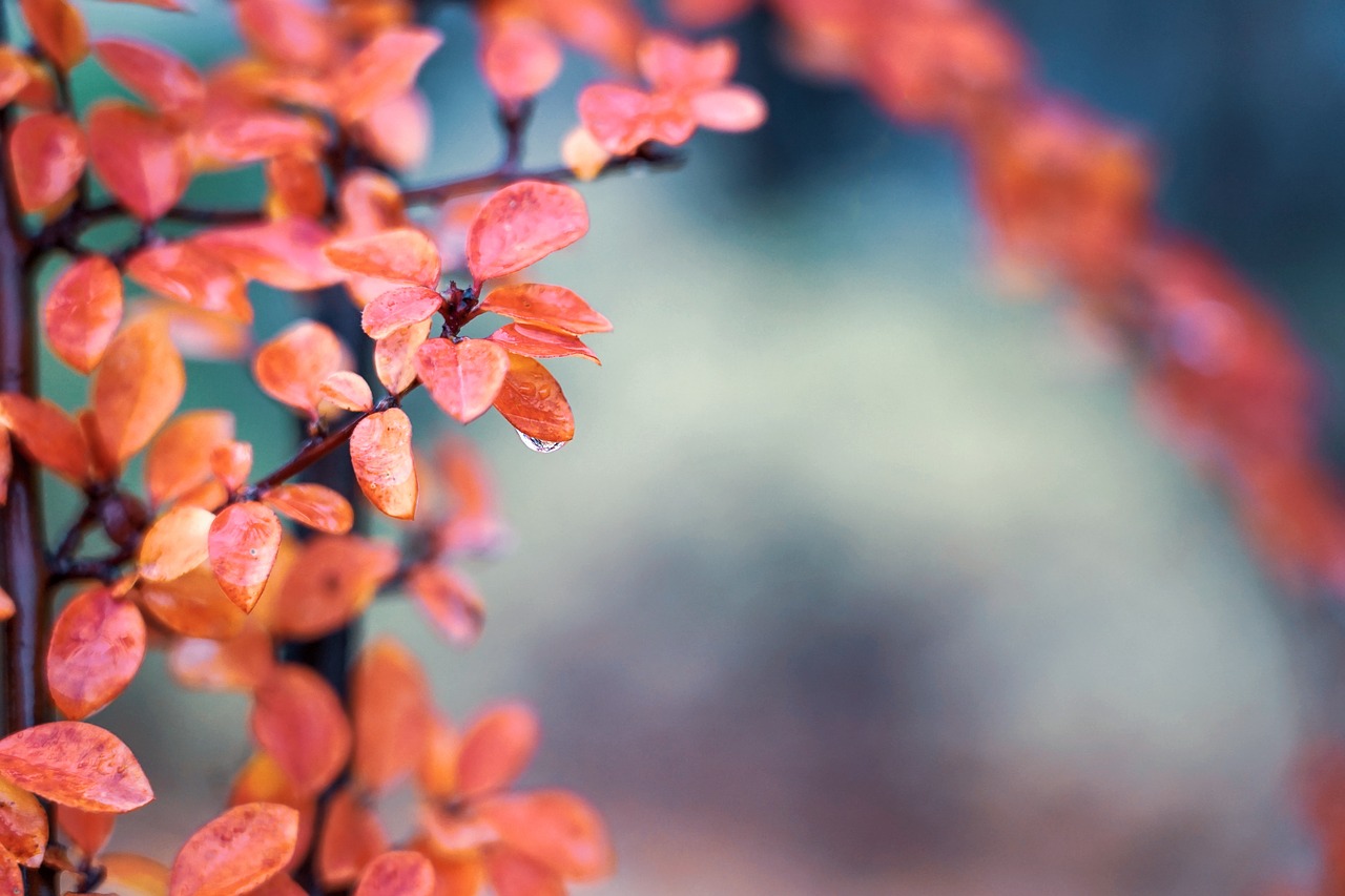 leaves  droplet  drop free photo