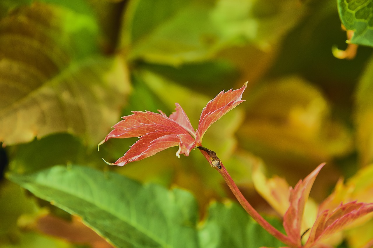 leaves  autumn  colorful free photo