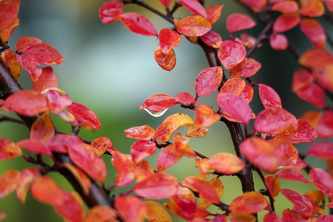 leaves  droplet  drop free photo