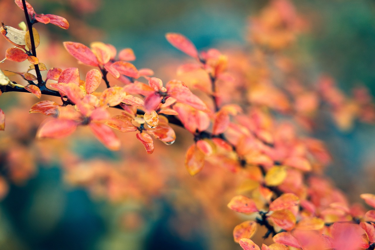 leaves  droplet  drop free photo