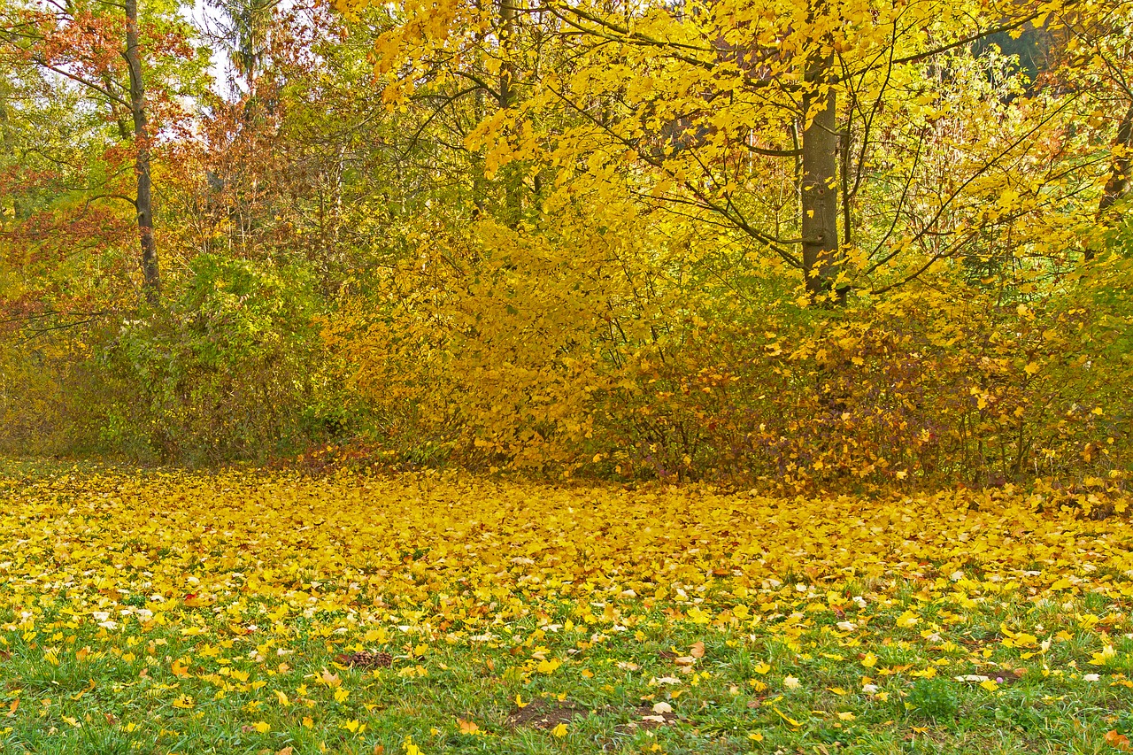 leaves  autumn  yellow free photo