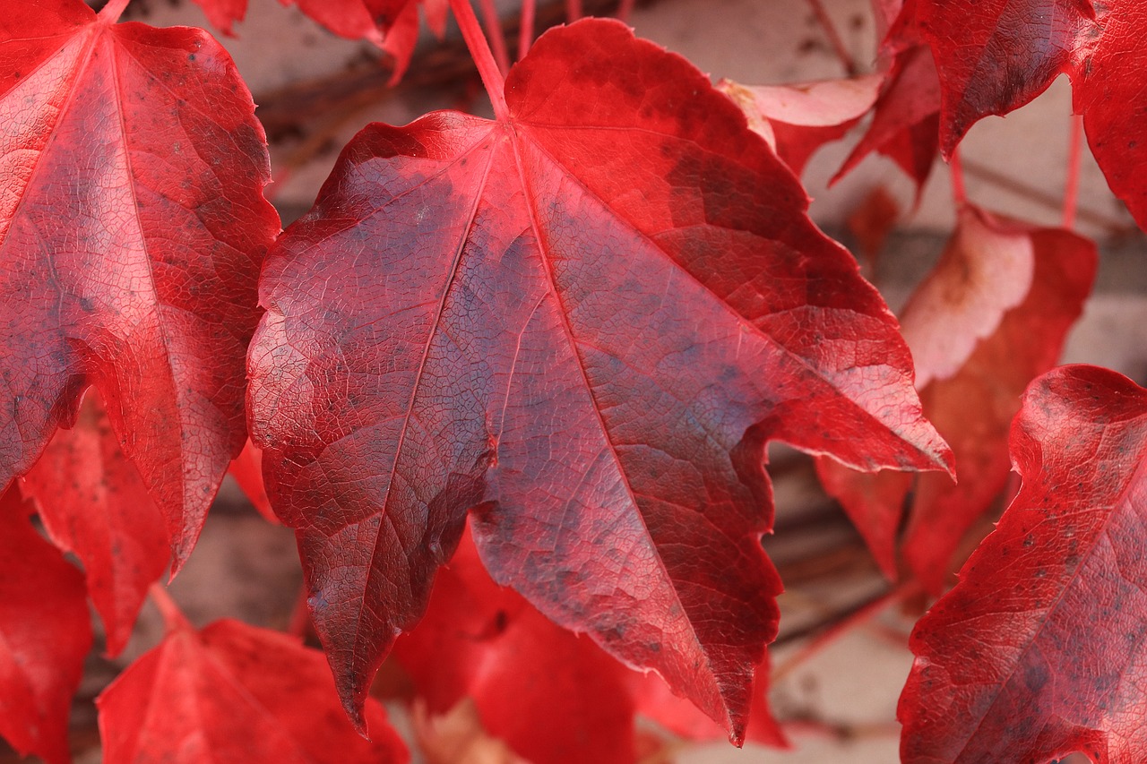 leaves  autumn  red leaves free photo