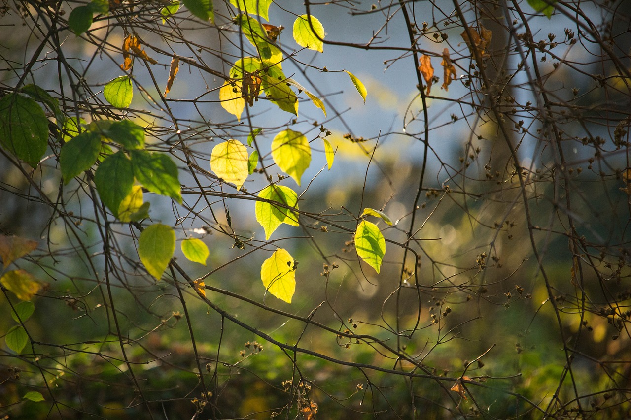 leaves  colored leaves  autumn leaves free photo