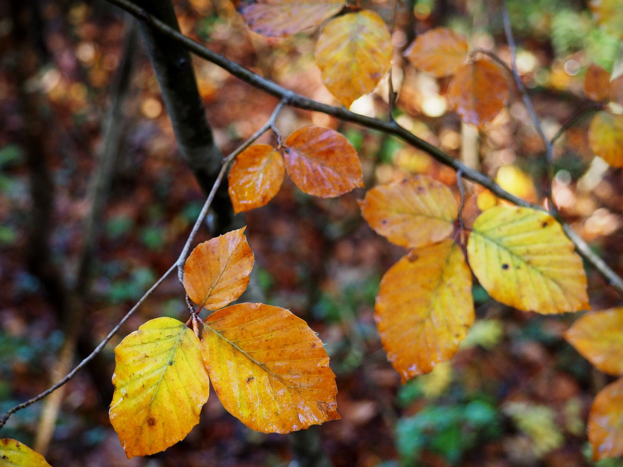 leaves  fall  yellow free photo