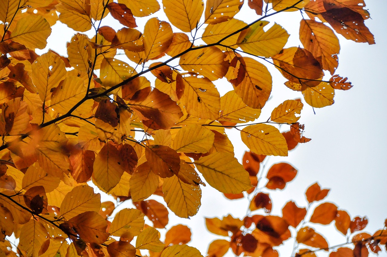 leaves  beech  autumn free photo