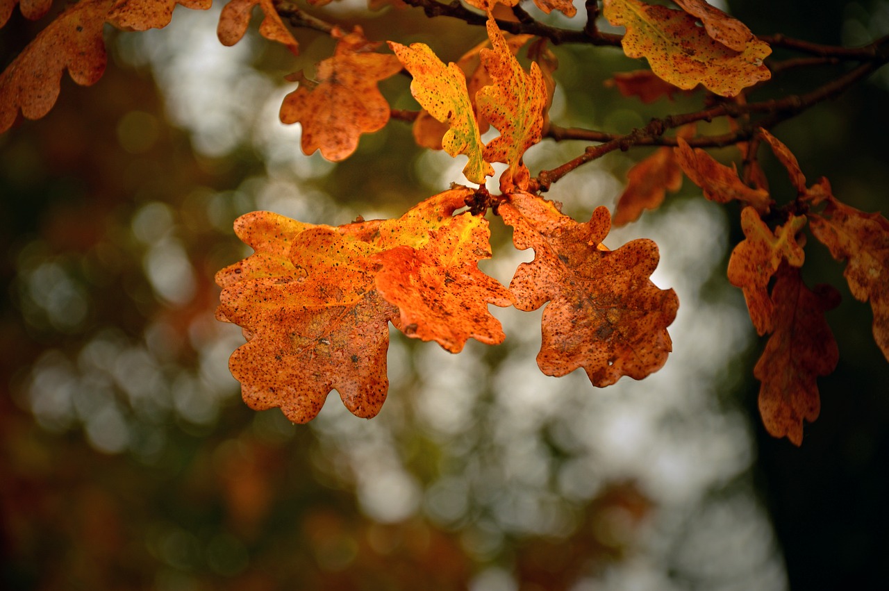 leaves  oak  oak leaves free photo