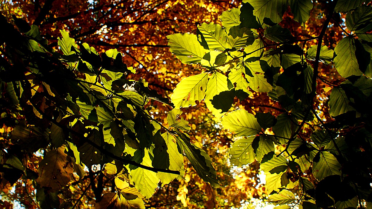 leaves  autumn  sun free photo