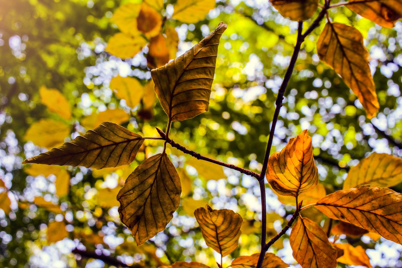 leaves  autumn  fall leaves free photo