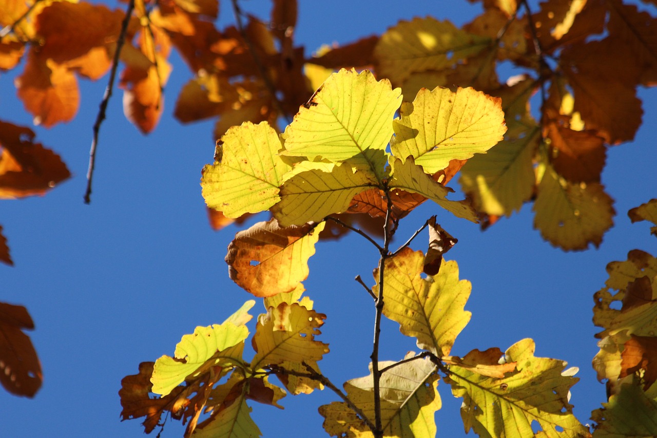 leaves  yellow leaves  autumn free photo