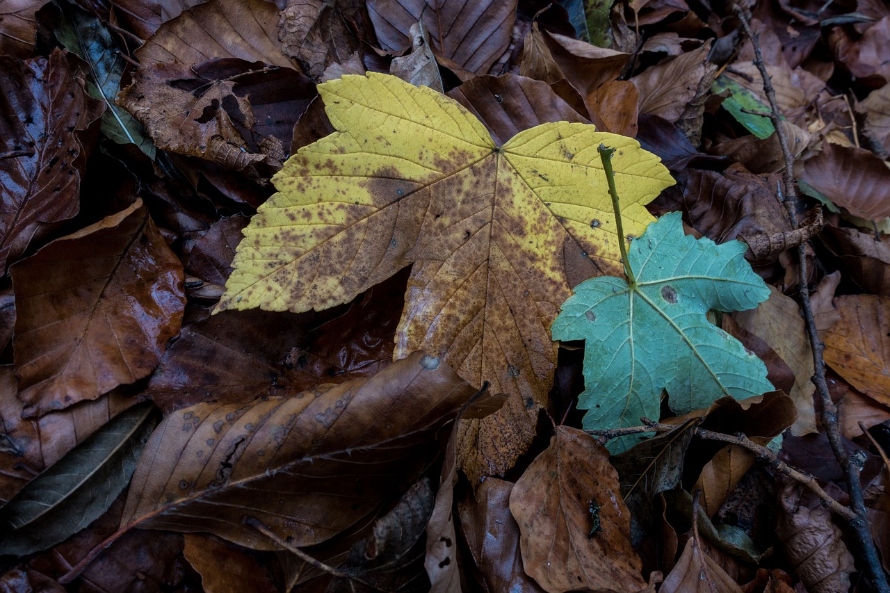 leaves  forest  nature free photo