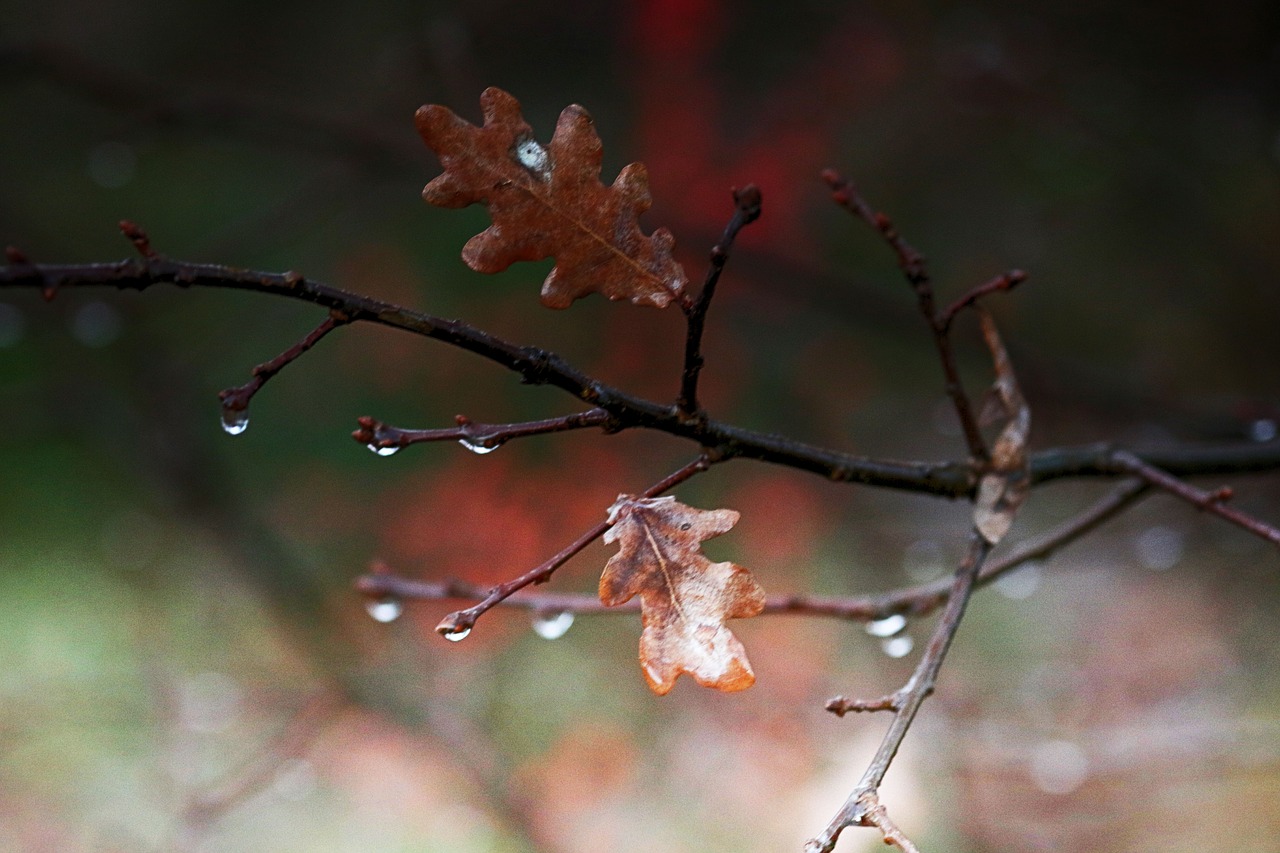 leaves  wet  branch free photo