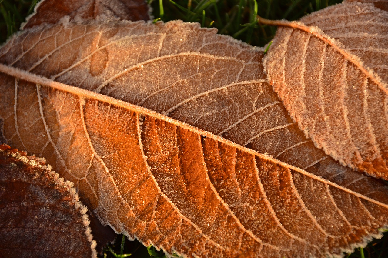 leaves  frost  hoarfrost free photo