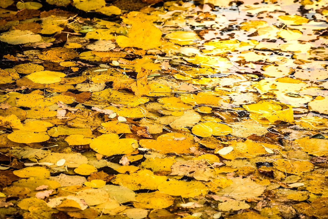 leaves  leaves carpet  autumn free photo