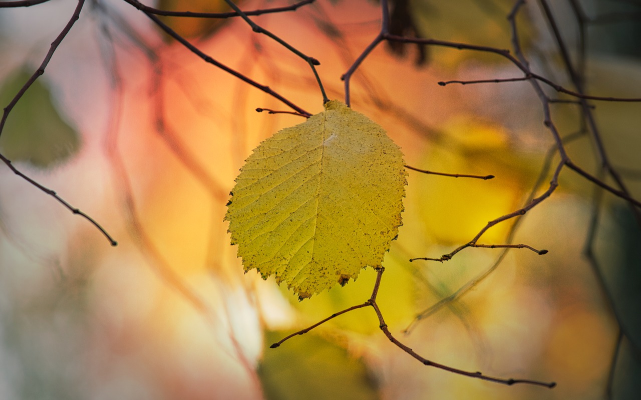 leaves  beech  autumn free photo