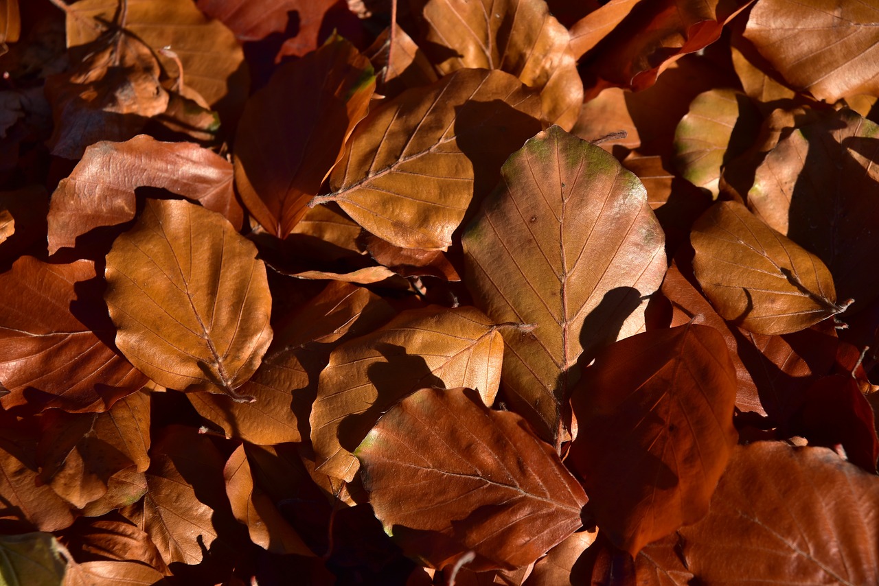 leaves  beech leaves  nature free photo