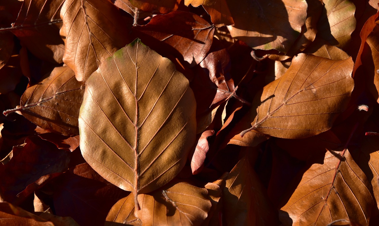 leaves  beech leaves  nature free photo