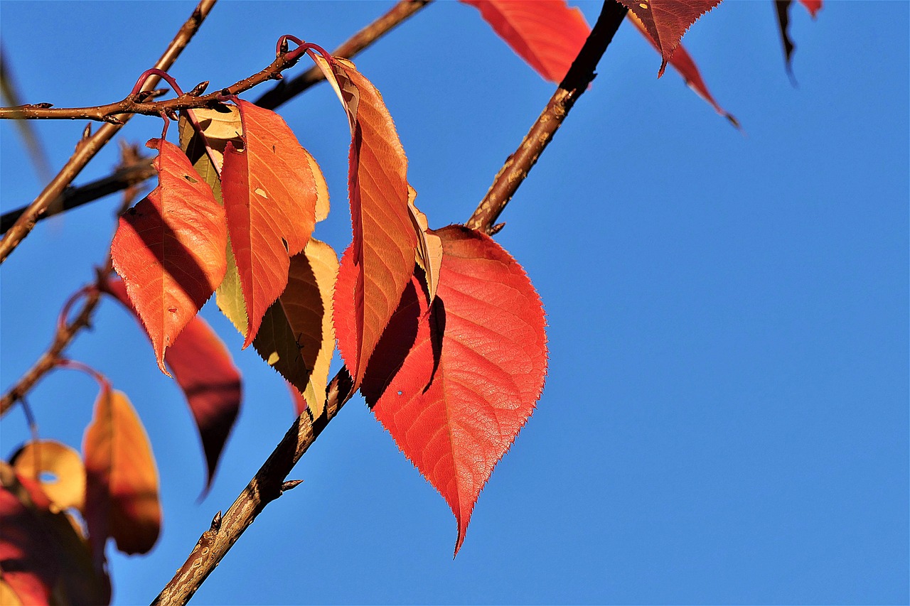 leaves  red  autumn free photo