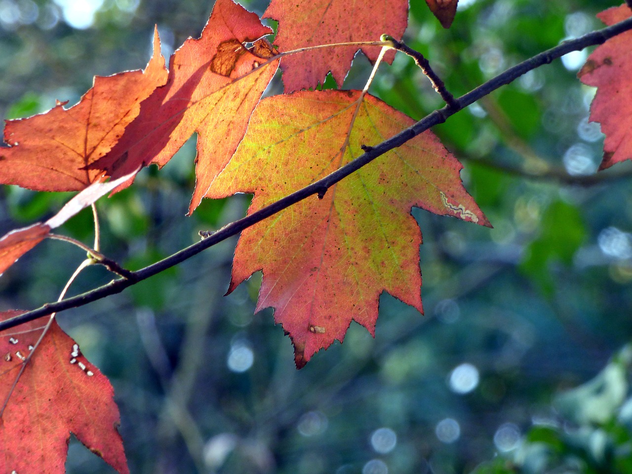 leaves  forest  color free photo