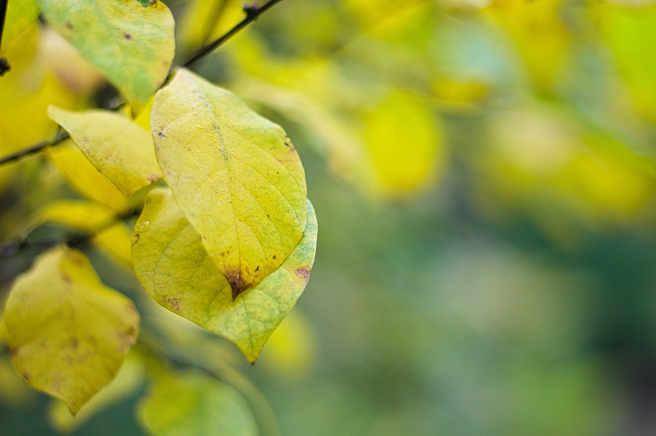 leaves  yellow  color free photo