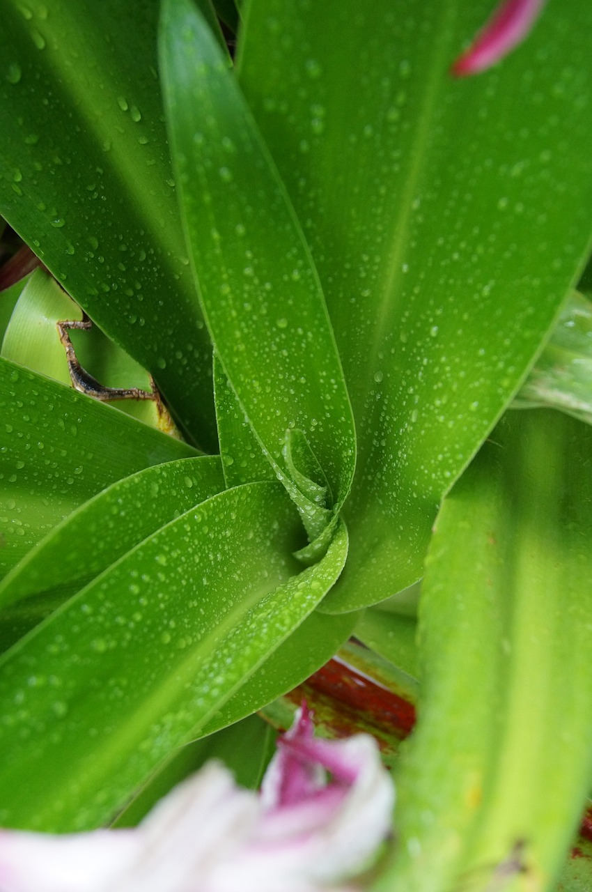 leaves plants flower free photo