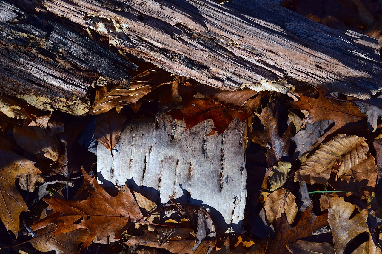 leaves  bark  autumn free photo