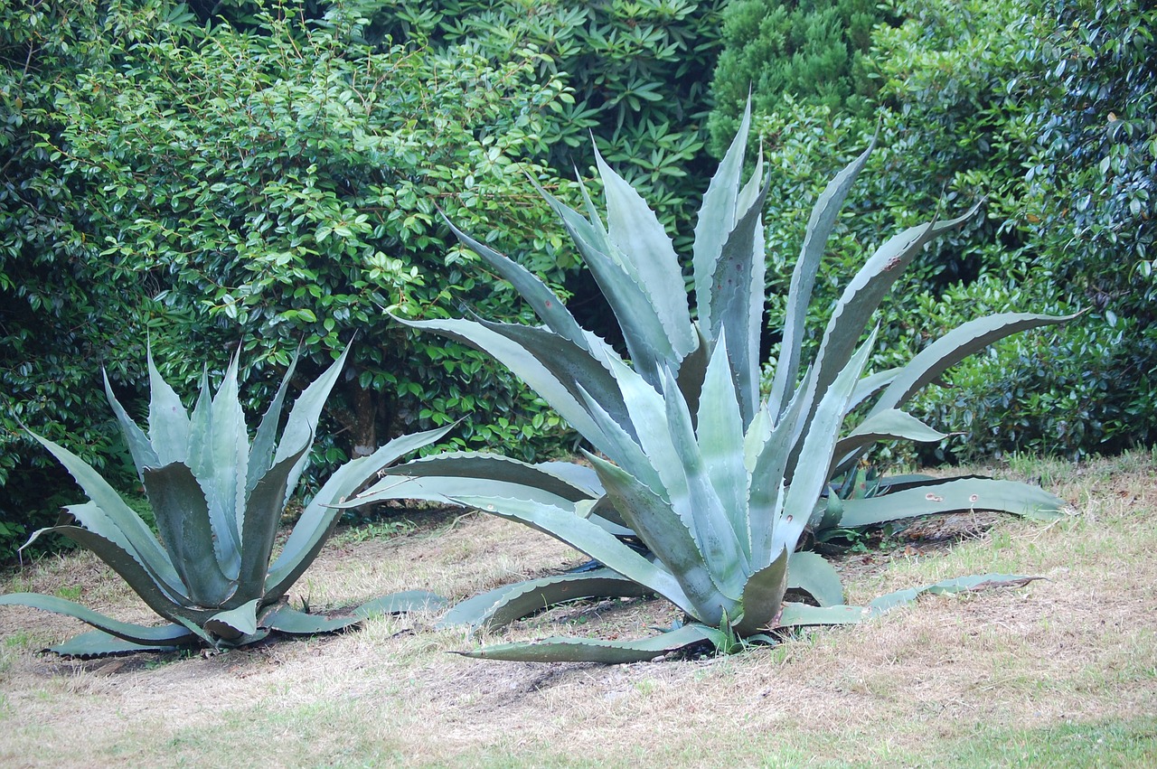 leaves  plant  nature free photo