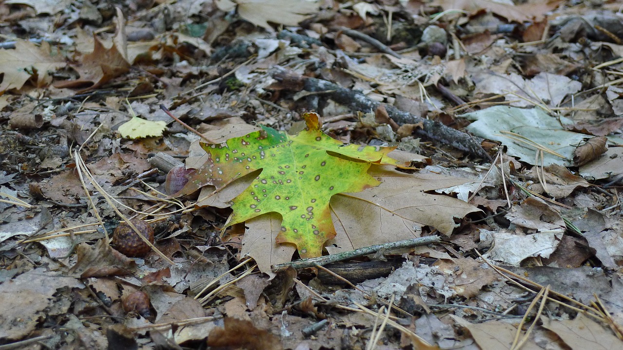 leaves  yellow  contrast free photo