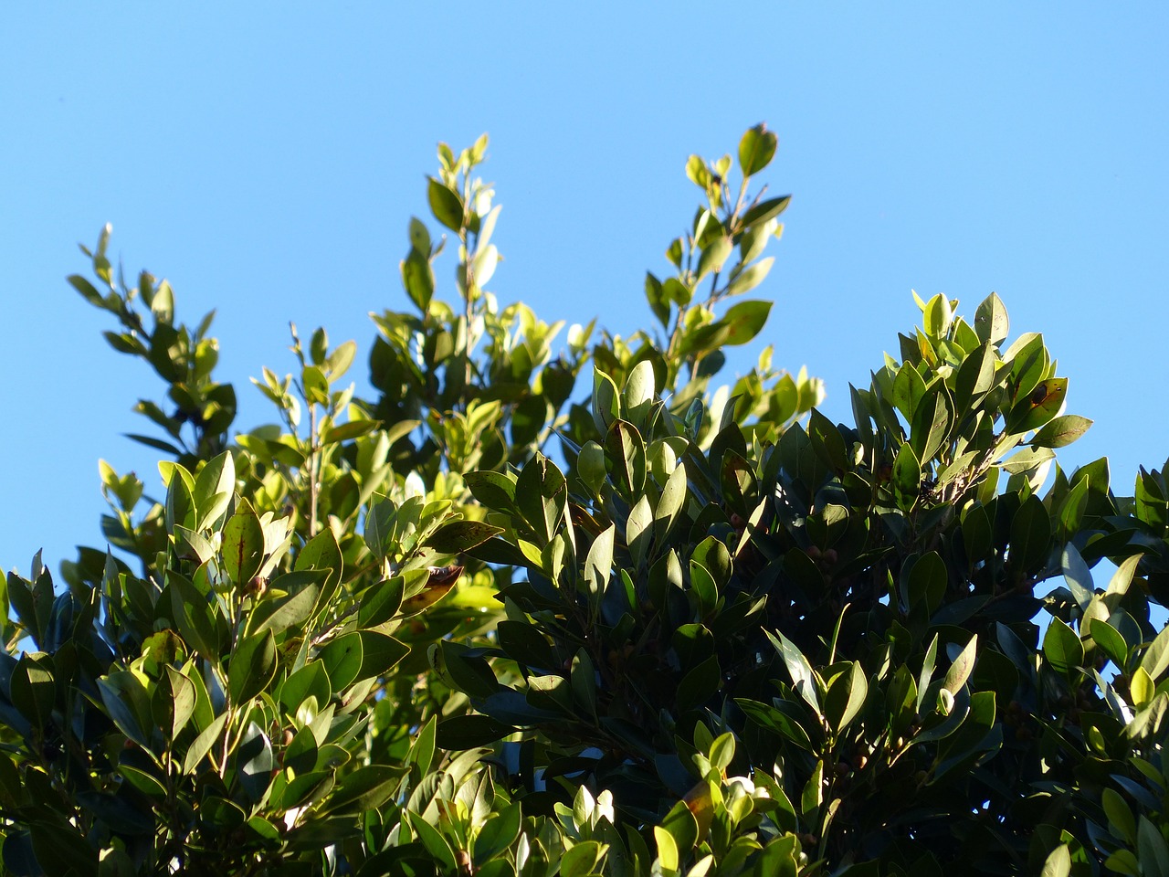 leaves laurel tree free photo