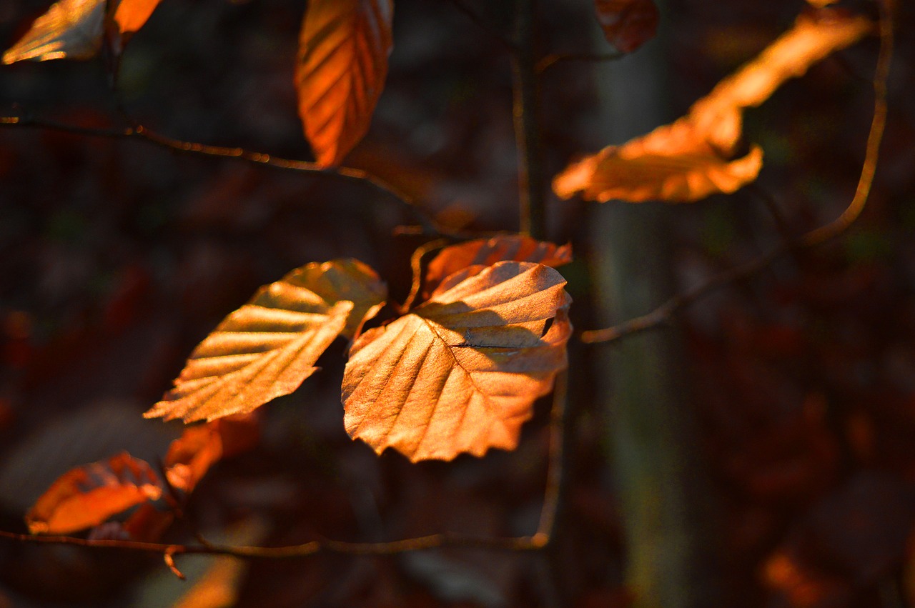 leaves  branch  fall color free photo