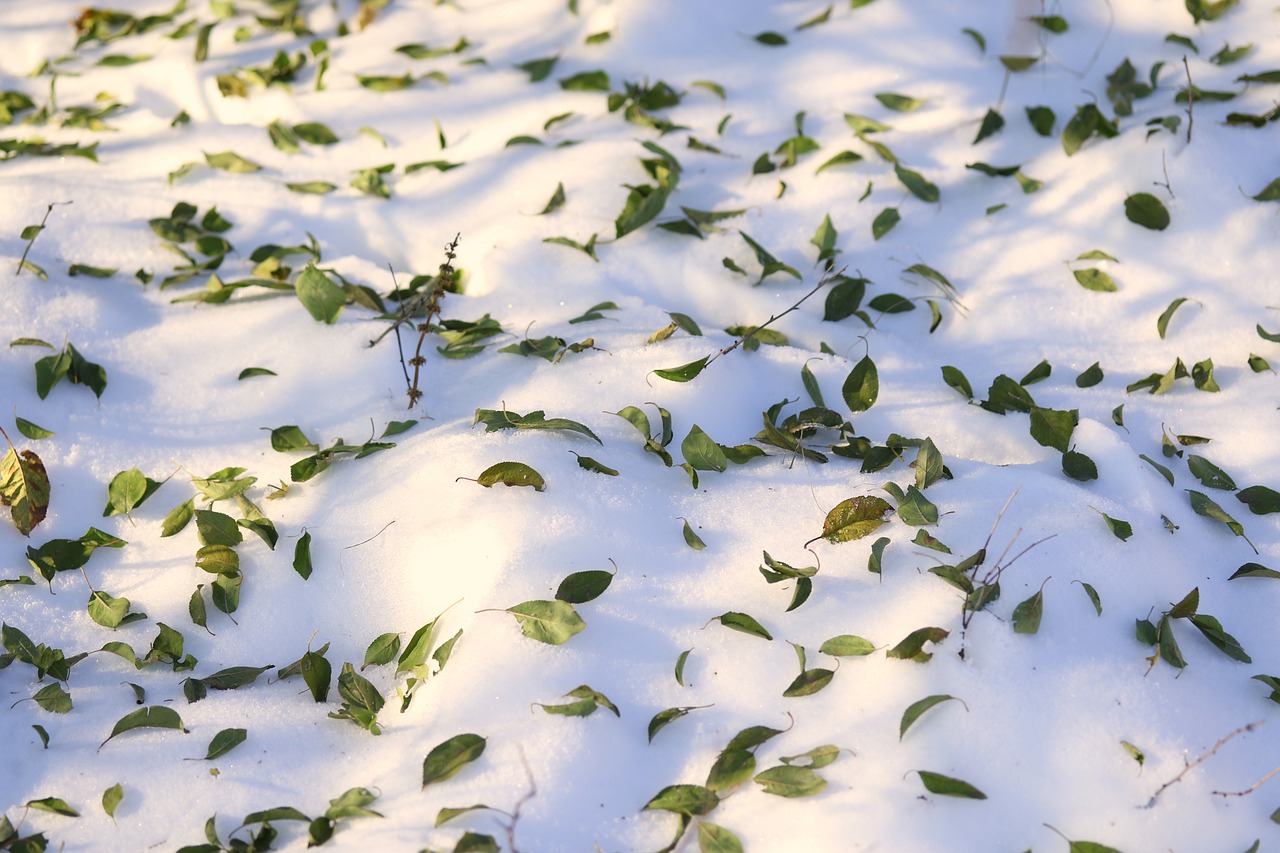 leaves  snow  autumn free photo