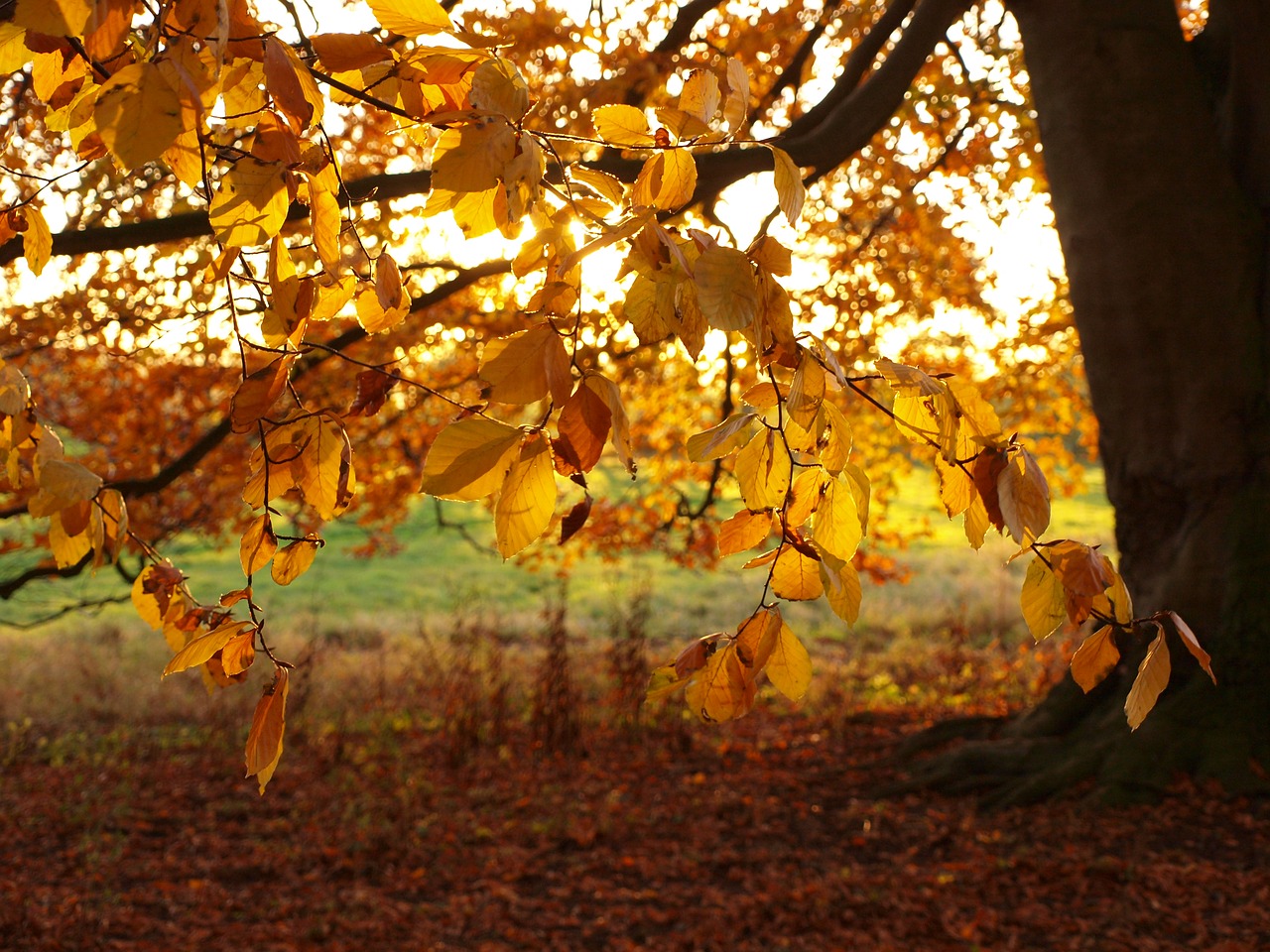 leaves  beech  tree free photo