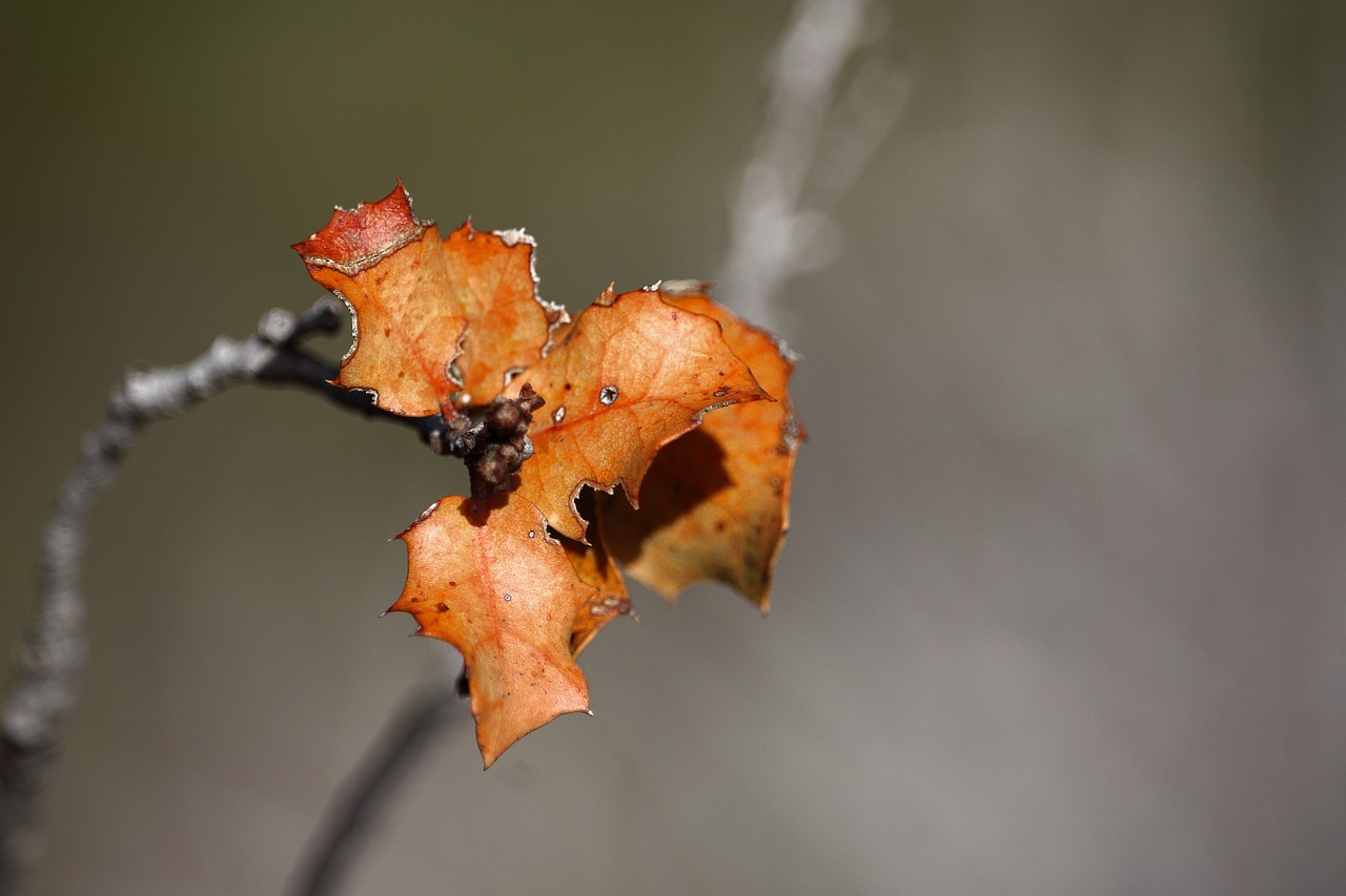 leaves  branches  nature free photo