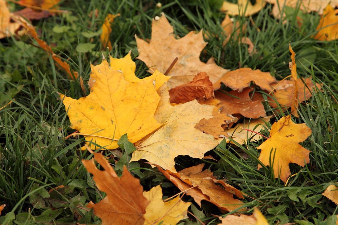 leaves  autumn  in the fall of free photo