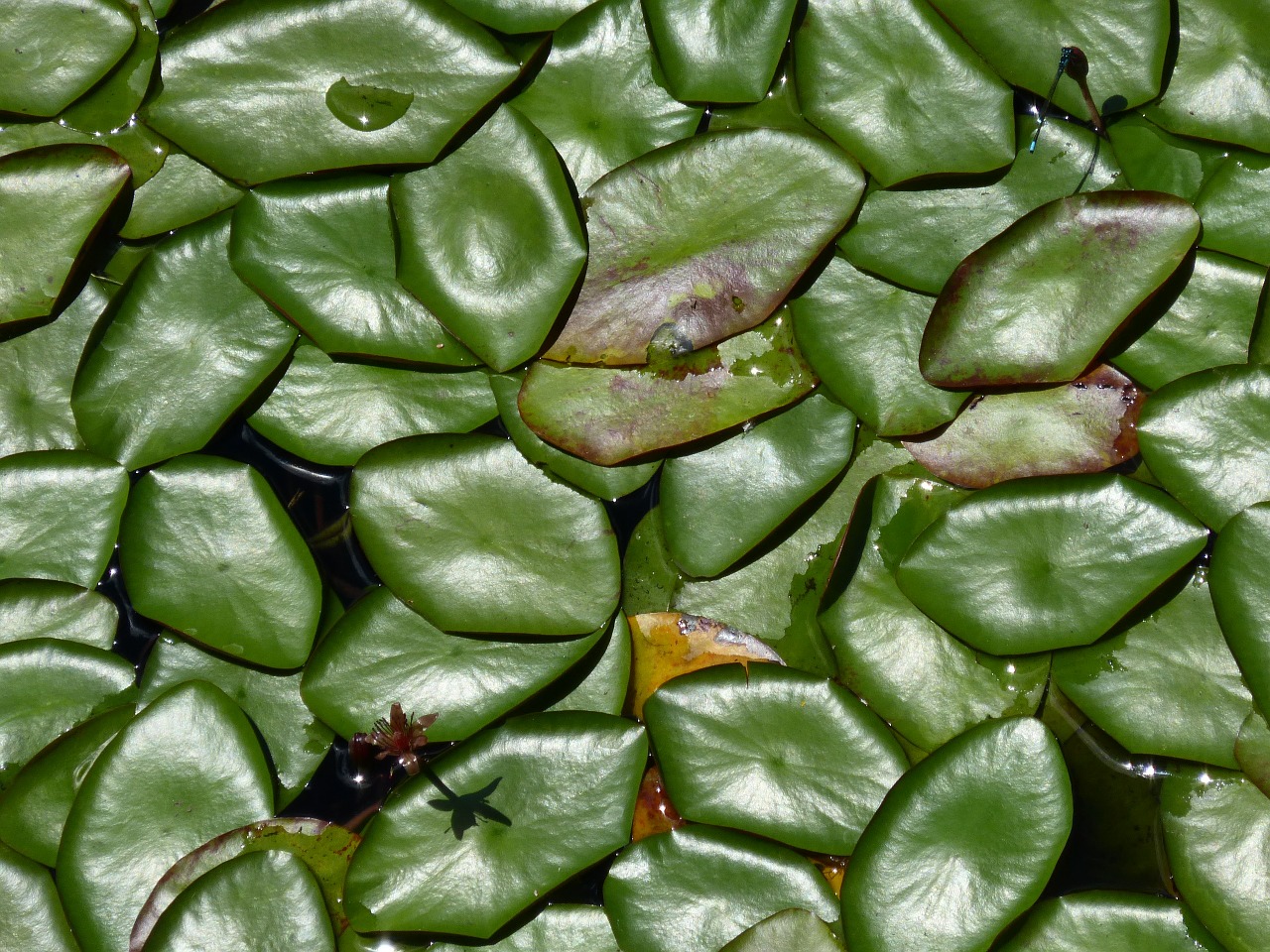 leaves pond nature free photo